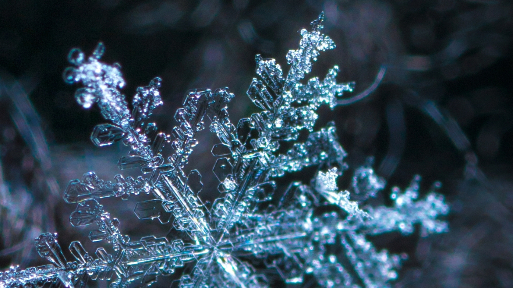 YANKI - DECEMBER 2025